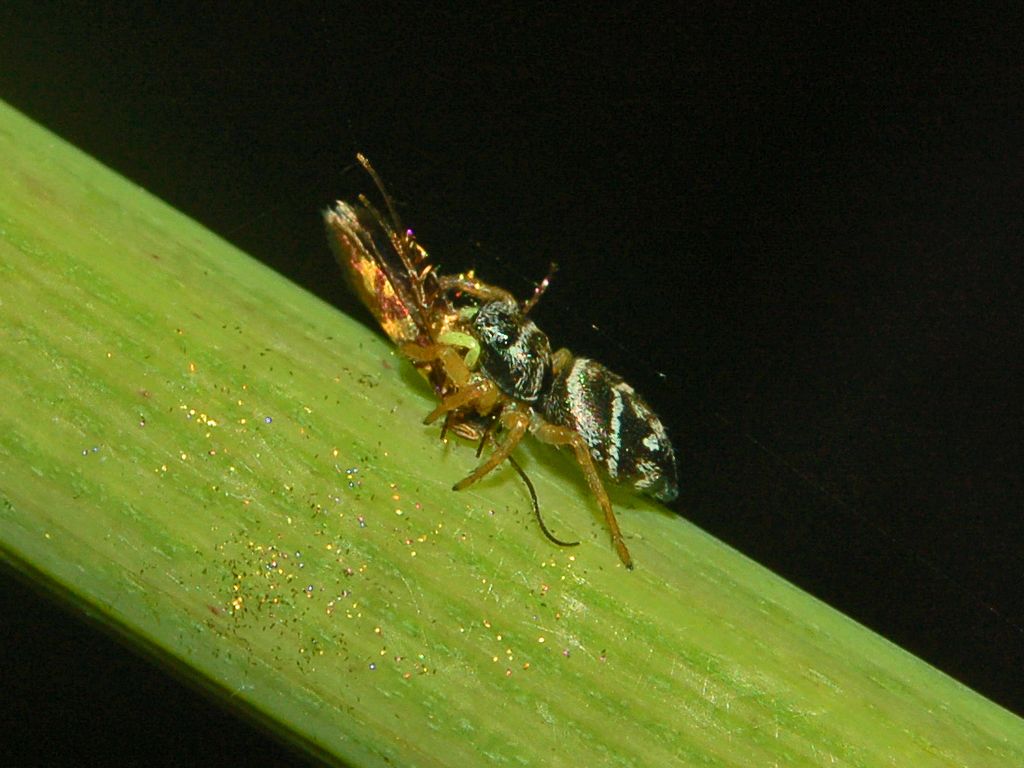 Heliophanus sp.